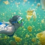 Surga Bawah Laut Derawan