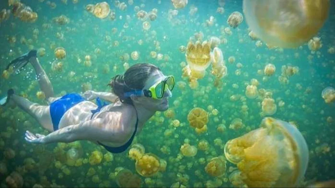 Surga Bawah Laut Derawan