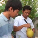 Agrowisata Libur Akhir Tahun